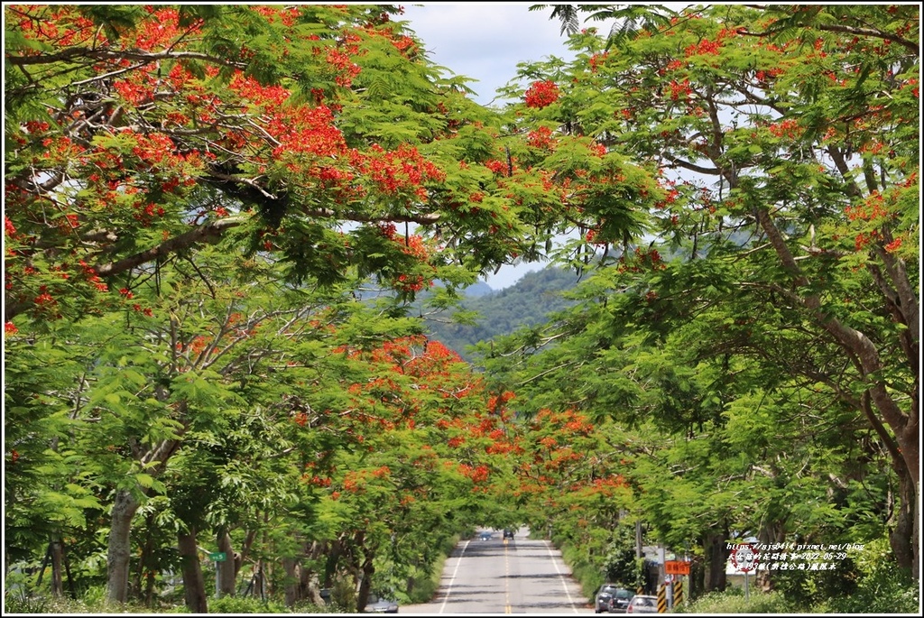 花蓮193線(樂德公路)鳳凰木-2022-05-51.jpg