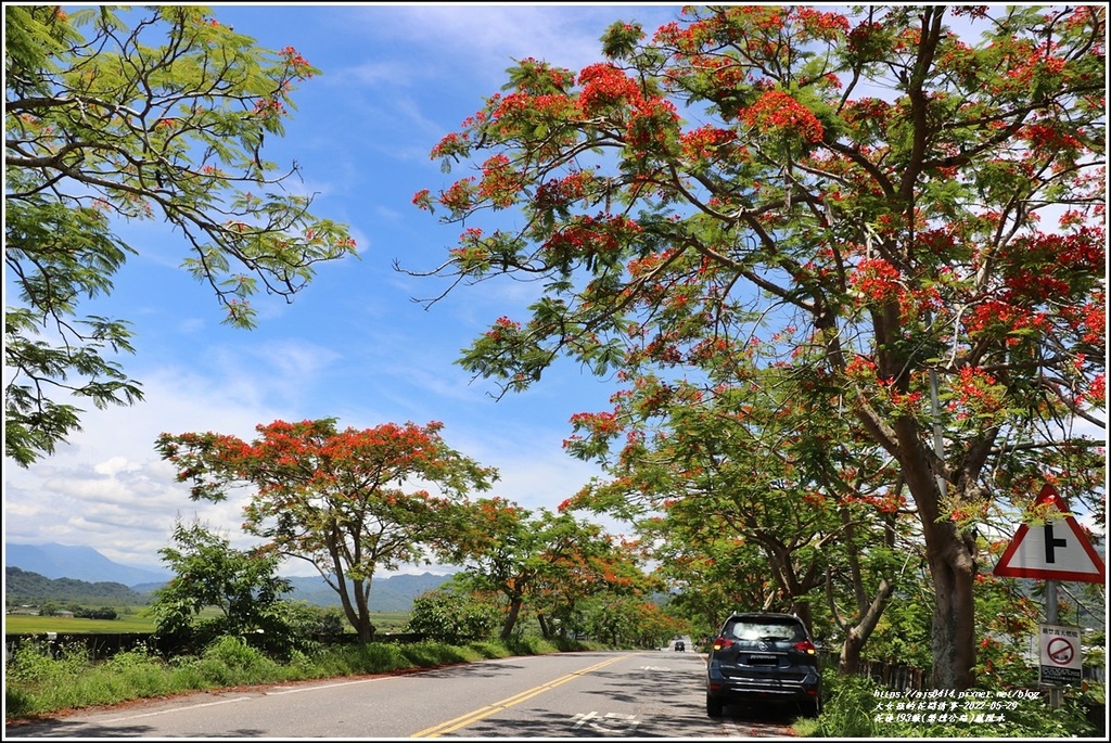 花蓮193線(樂德公路)鳳凰木-2022-05-50.jpg