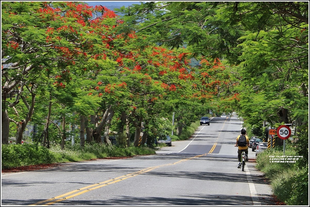 花蓮193線(樂德公路)鳳凰木-2022-05-55.jpg