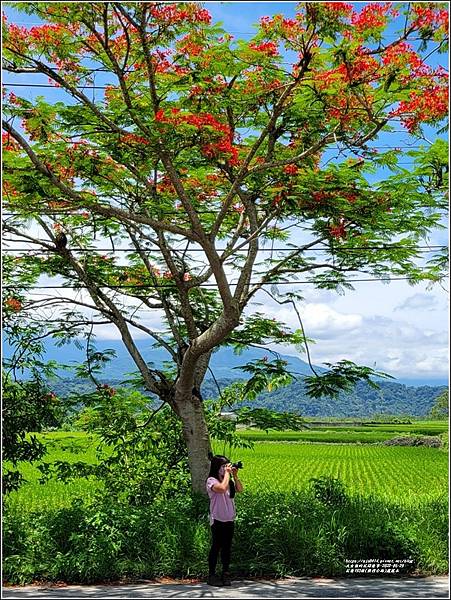 花蓮193線(樂德公路)鳳凰木-2022-05-61.jpg