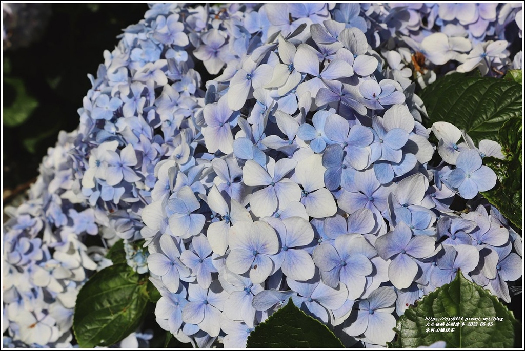 赤柯山繡球花-2022-06-02.jpg 赤柯山繡球花-2022-06-02.jpg