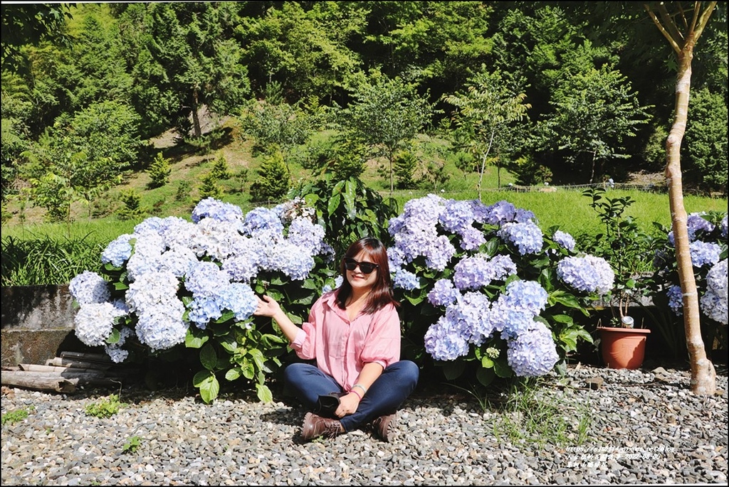 赤柯山繡球花-2022-06-04.jpg 赤柯山繡球花-2022-06-04.jpg