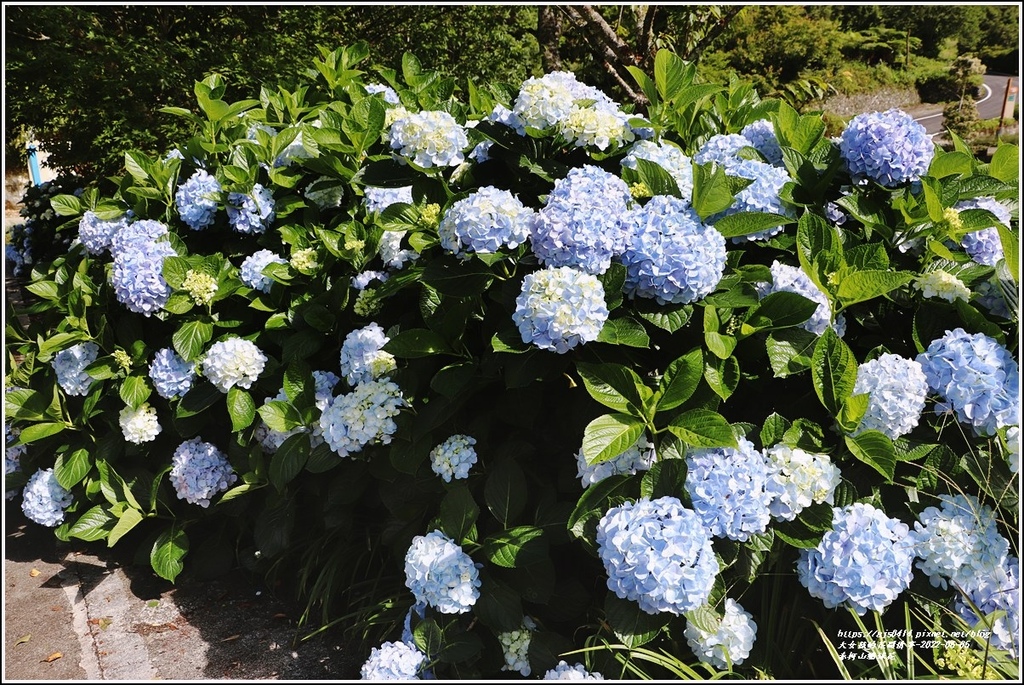 赤柯山繡球花-2022-06-05.jpg 赤柯山繡球花-2022-06-05.jpg