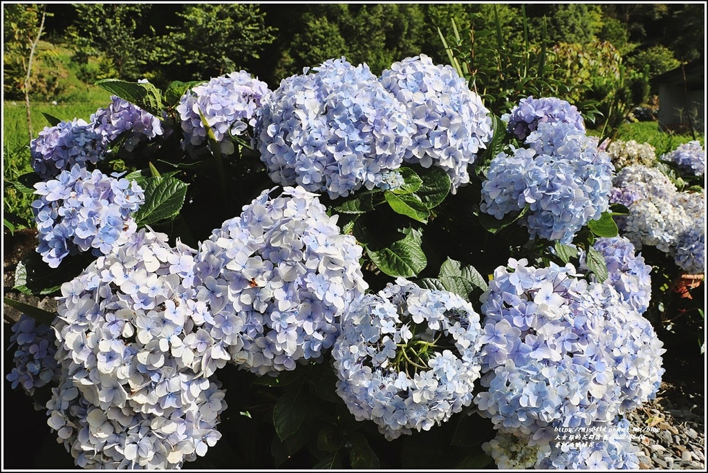 赤柯山繡球花-2022-06-01.jpg 赤柯山繡球花-2022-06-01.jpg