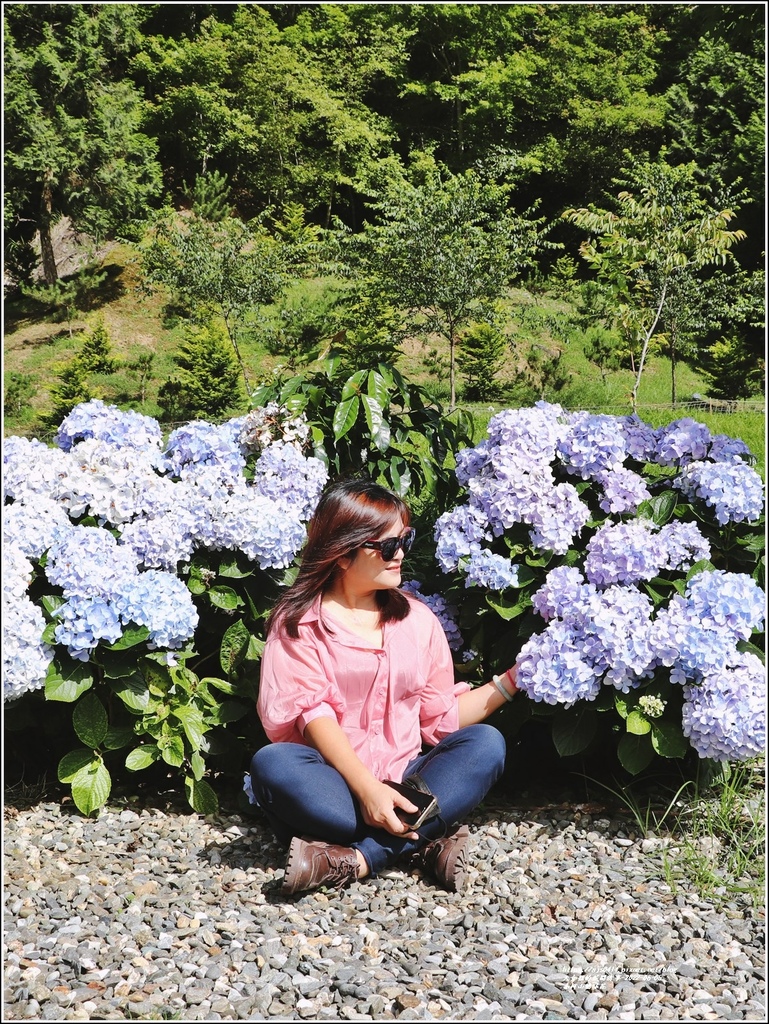 赤柯山繡球花-2022-06-03.jpg 赤柯山繡球花-2022-06-03.jpg