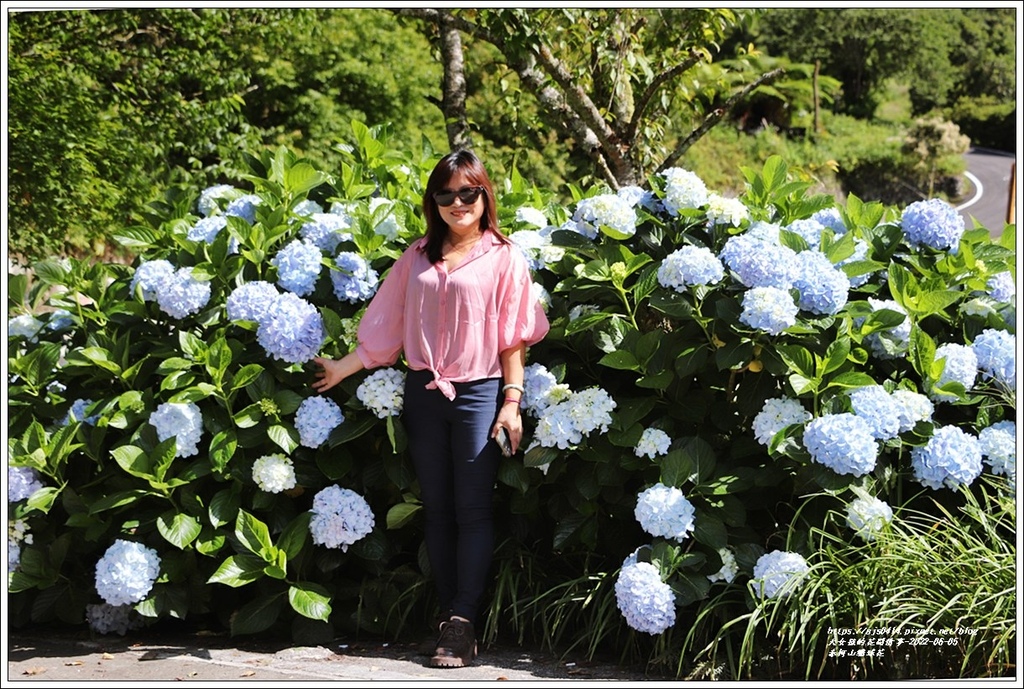 赤柯山繡球花-2022-06-07.jpg 赤柯山繡球花-2022-06-07.jpg