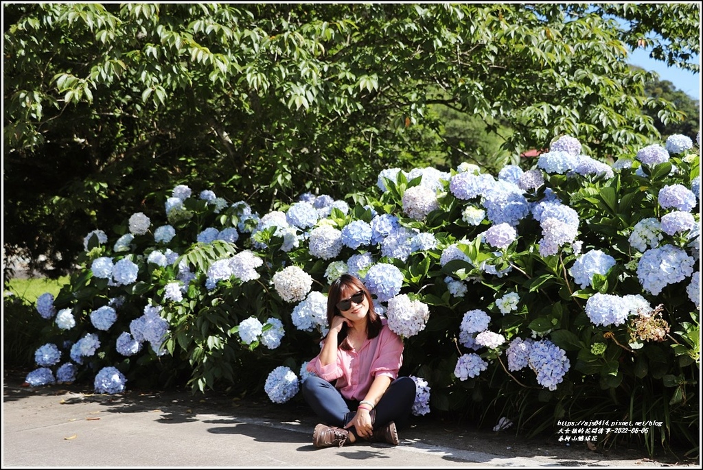 赤柯山繡球花-2022-06-09.jpg 赤柯山繡球花-2022-06-09.jpg