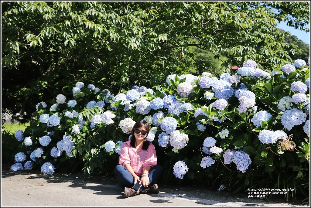 赤柯山繡球花-2022-06-12.jpg 赤柯山繡球花-2022-06-12.jpg