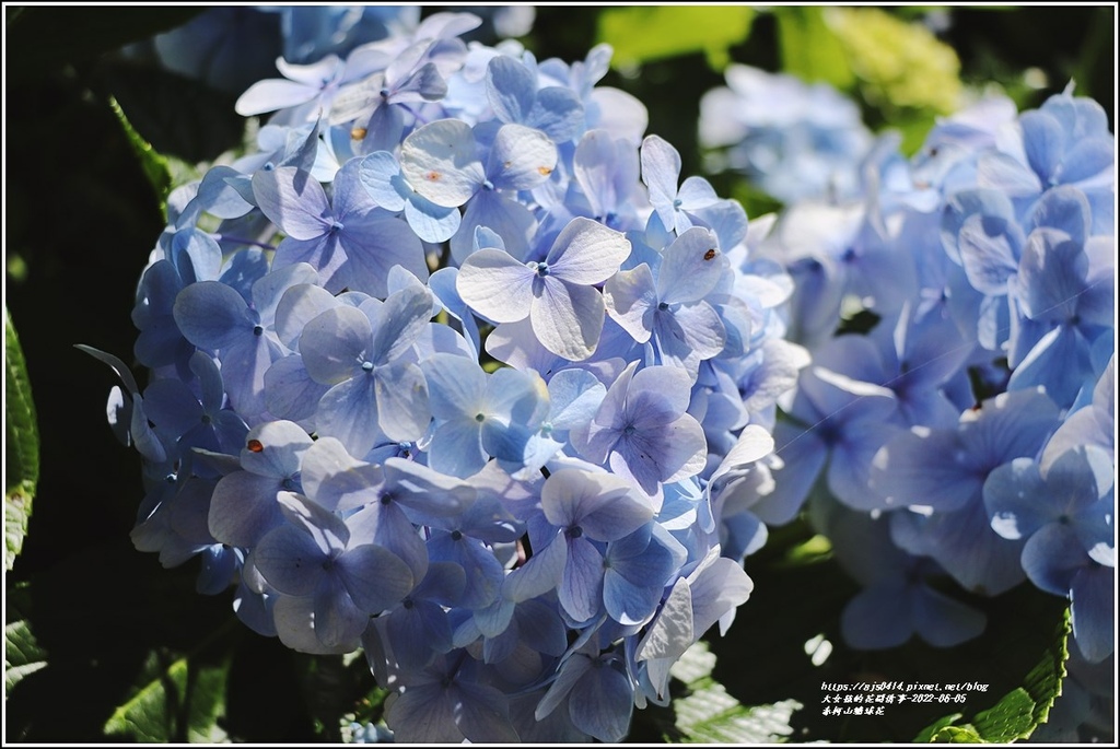 赤柯山繡球花-2022-06-18.jpg 赤柯山繡球花-2022-06-18.jpg