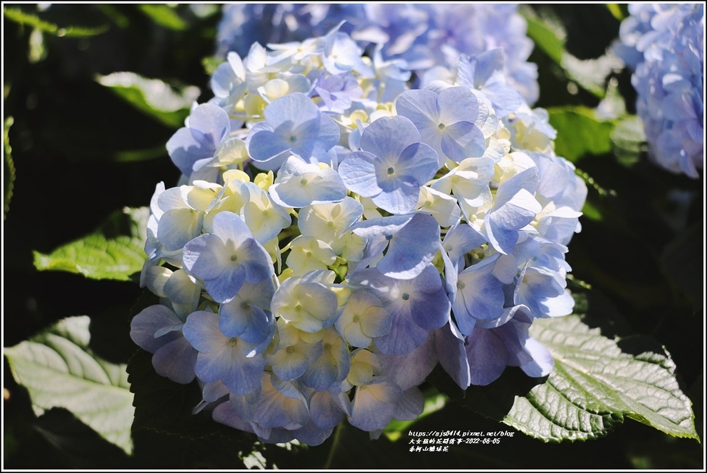 赤柯山繡球花-2022-06-17.jpg 赤柯山繡球花-2022-06-17.jpg