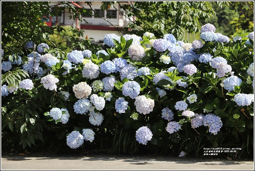 赤柯山繡球花-2022-06-14.jpg 赤柯山繡球花-2022-06-14.jpg