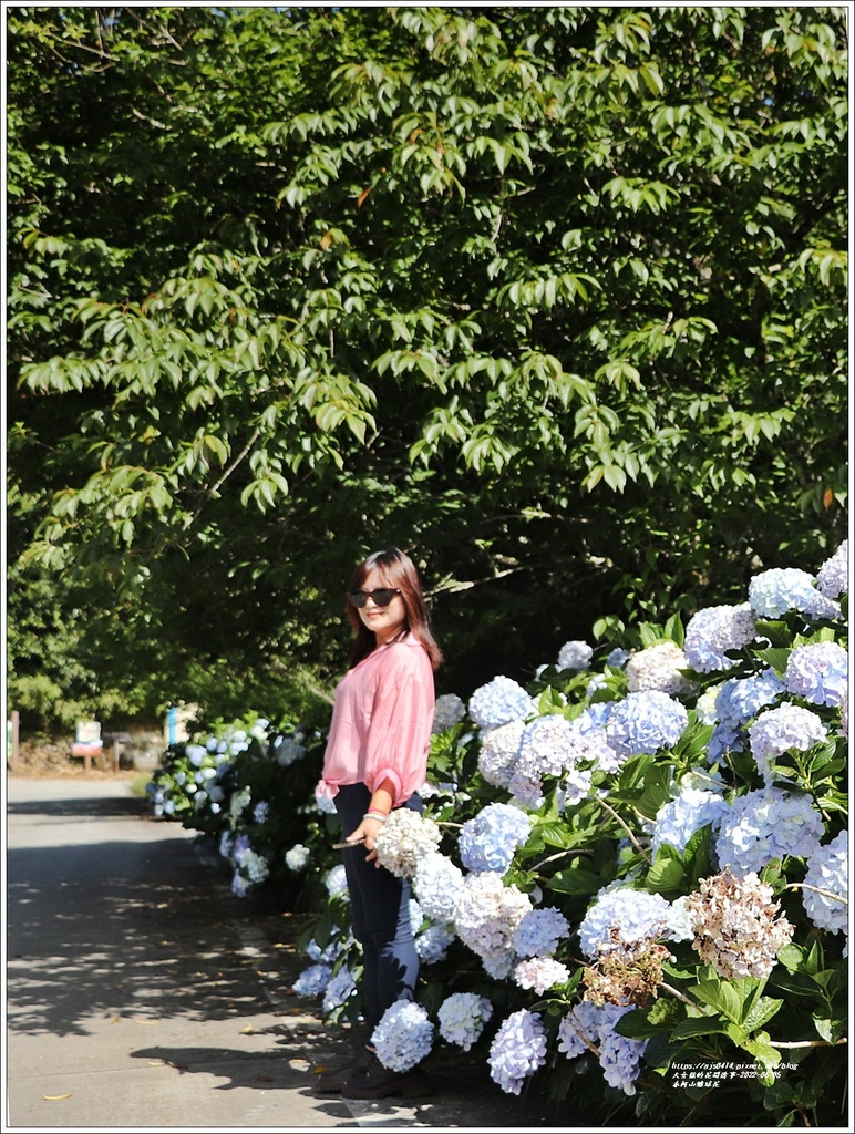 赤柯山繡球花-2022-06-13.jpg 赤柯山繡球花-2022-06-13.jpg