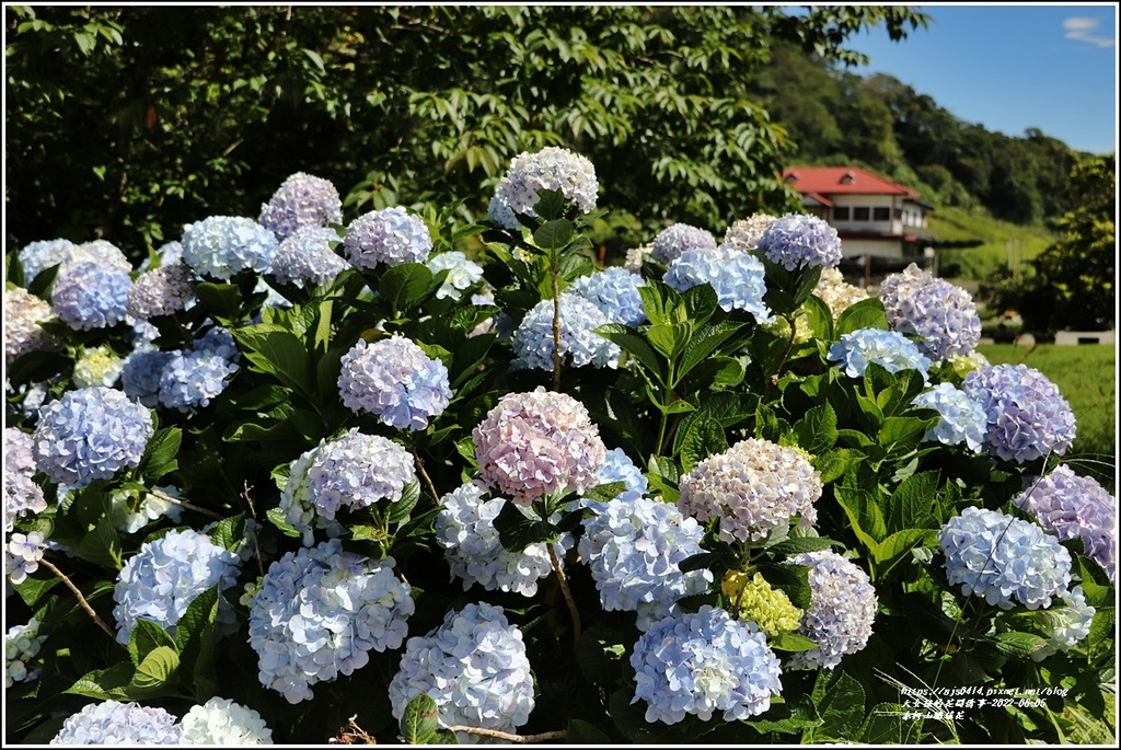 赤柯山繡球花-2022-06-20.jpg 赤柯山繡球花-2022-06-20.jpg