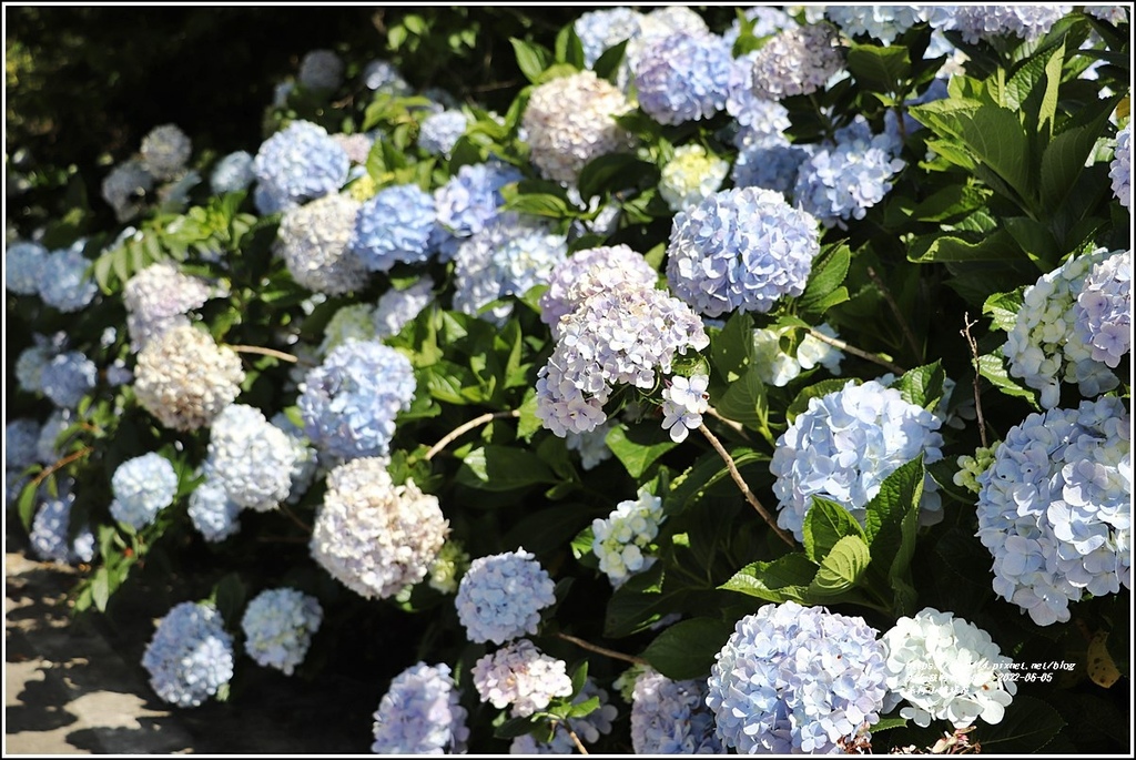 赤柯山繡球花-2022-06-21.jpg 赤柯山繡球花-2022-06-21.jpg