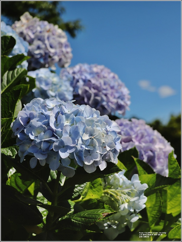 赤柯山繡球花-2022-06-23.jpg 赤柯山繡球花-2022-06-23.jpg