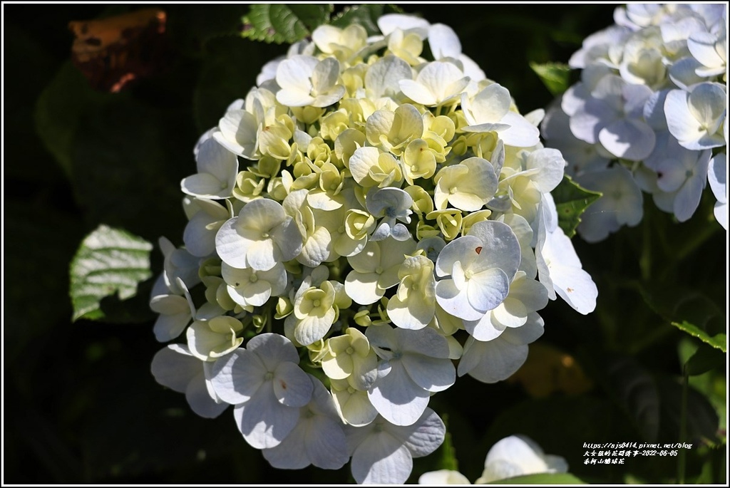 赤柯山繡球花-2022-06-27.jpg 赤柯山繡球花-2022-06-27.jpg