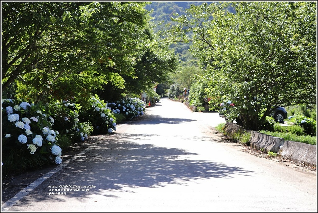 赤柯山繡球花-2022-06-29.jpg 赤柯山繡球花-2022-06-29.jpg