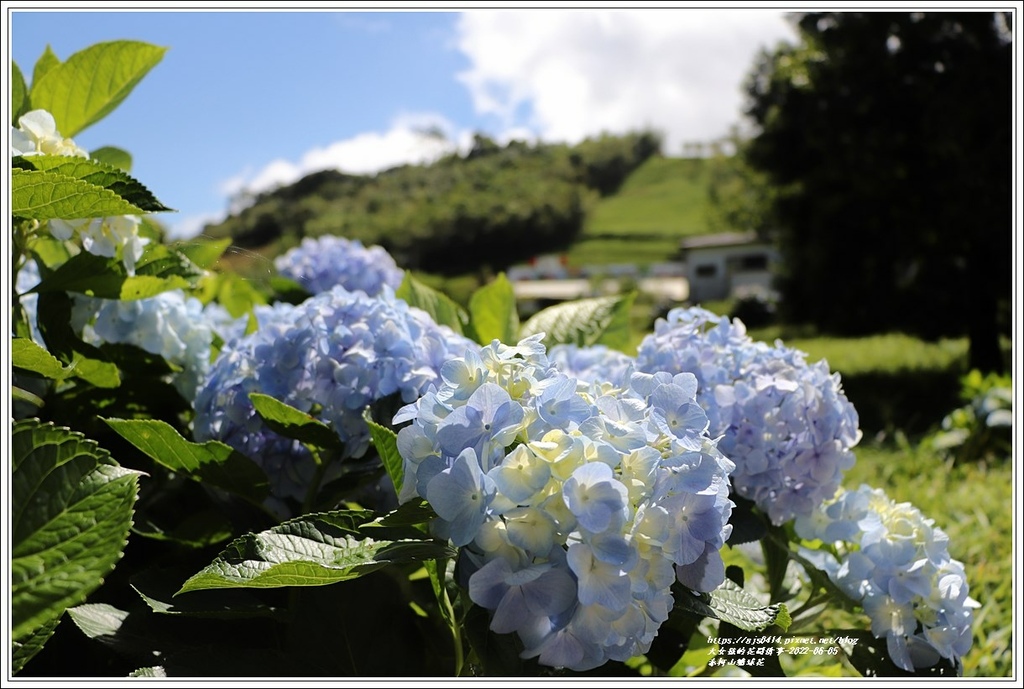 赤柯山繡球花-2022-06-31.jpg