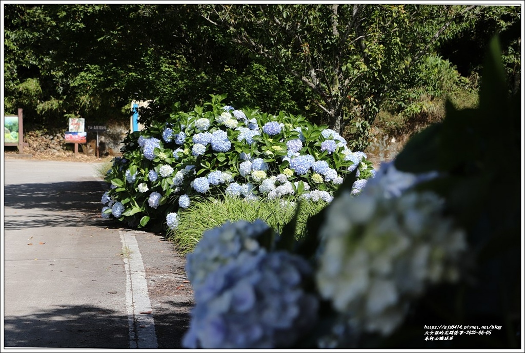 赤柯山繡球花-2022-06-33.jpg 赤柯山繡球花-2022-06-33.jpg