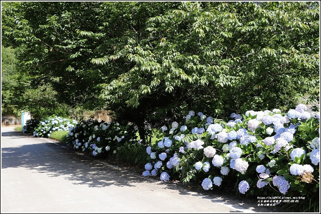 赤柯山繡球花-2022-06-37.jpg 赤柯山繡球花-2022-06-37.jpg