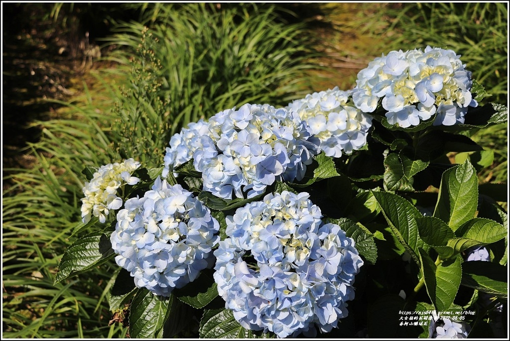 赤柯山繡球花-2022-06-38.jpg 赤柯山繡球花-2022-06-38.jpg