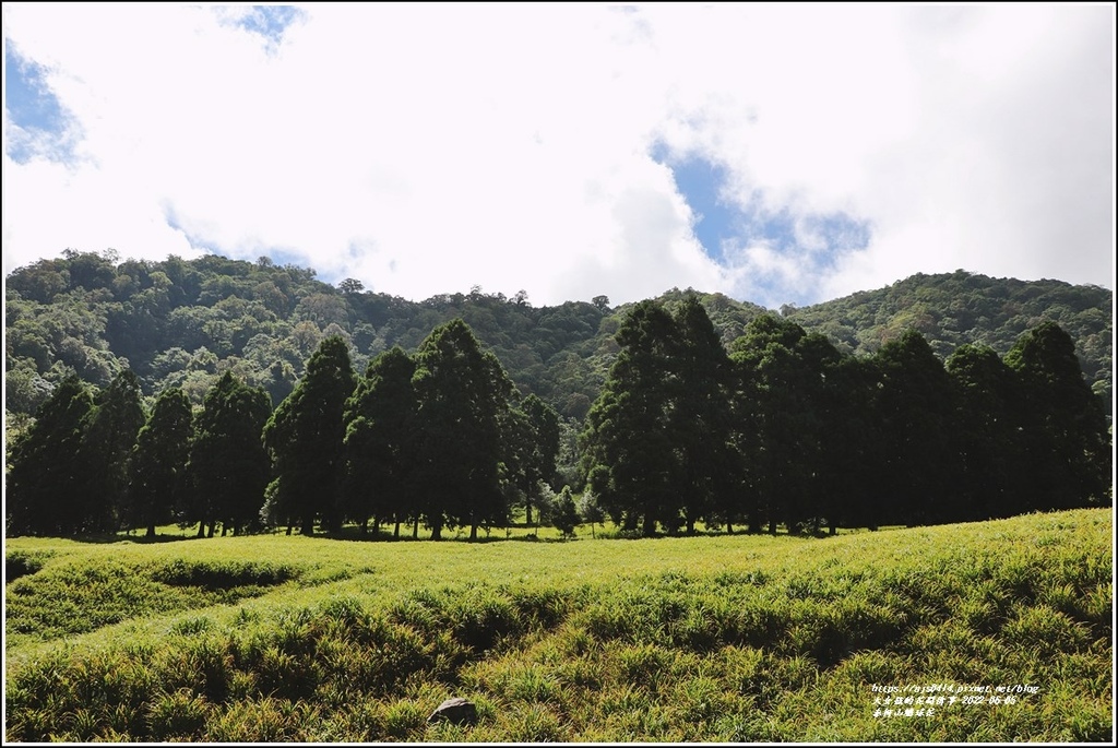 赤柯山繡球花-2022-06-39.jpg 赤柯山繡球花-2022-06-39.jpg