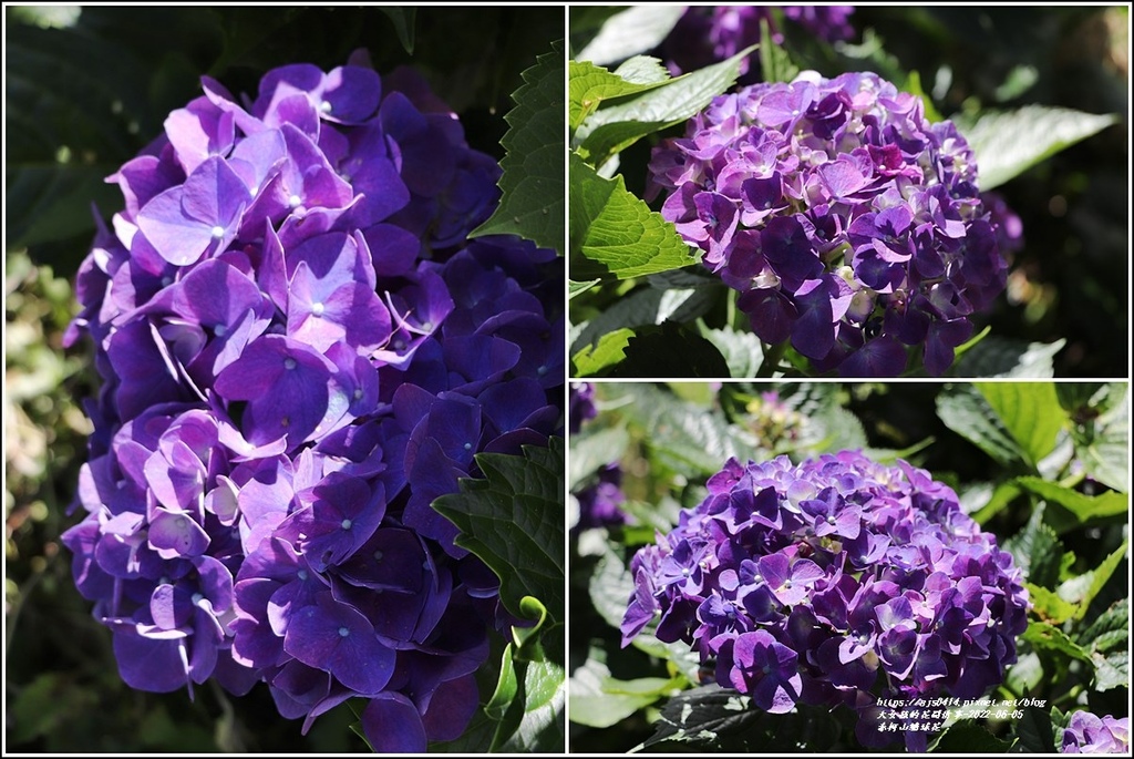 赤柯山繡球花-2022-06-45.jpg 赤柯山繡球花-2022-06-45.jpg