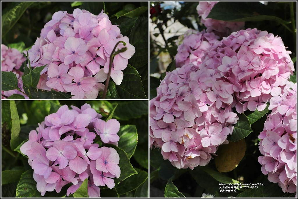 赤柯山繡球花-2022-06-46.jpg 赤柯山繡球花-2022-06-46.jpg