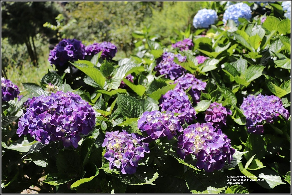 赤柯山繡球花-2022-06-44.jpg 赤柯山繡球花-2022-06-44.jpg