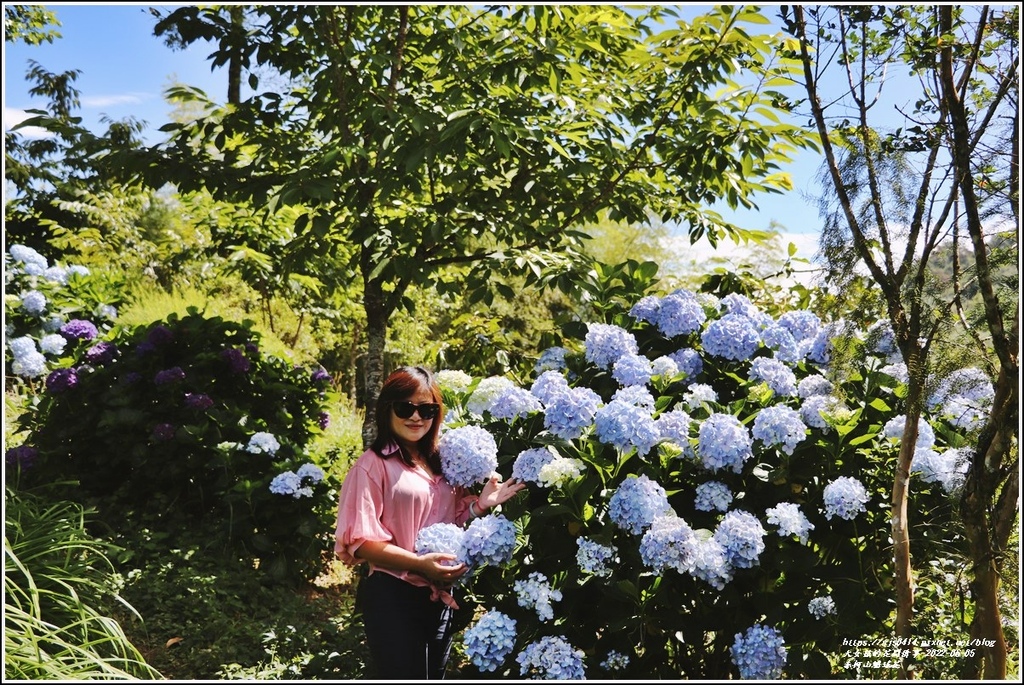 赤柯山繡球花-2022-06-49.jpg 赤柯山繡球花-2022-06-49.jpg