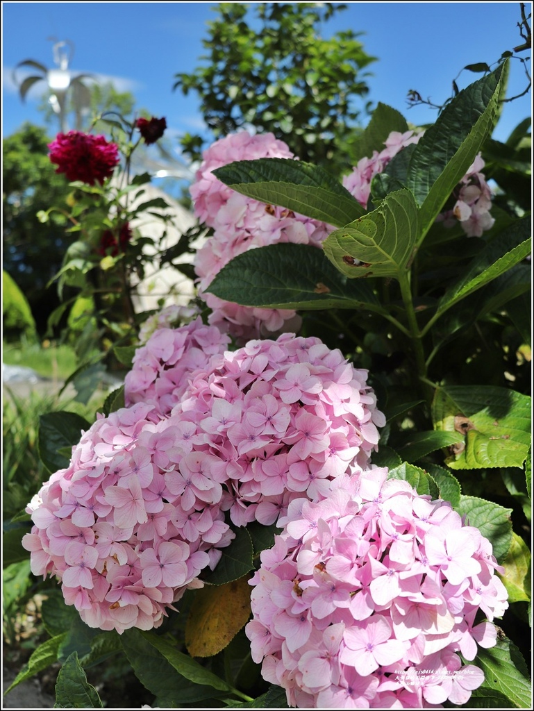 赤柯山繡球花-2022-06-47.jpg 赤柯山繡球花-2022-06-47.jpg