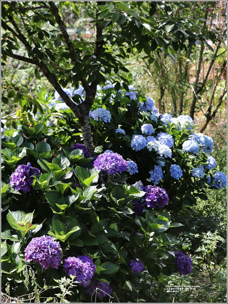 赤柯山繡球花-2022-06-48.jpg 赤柯山繡球花-2022-06-48.jpg