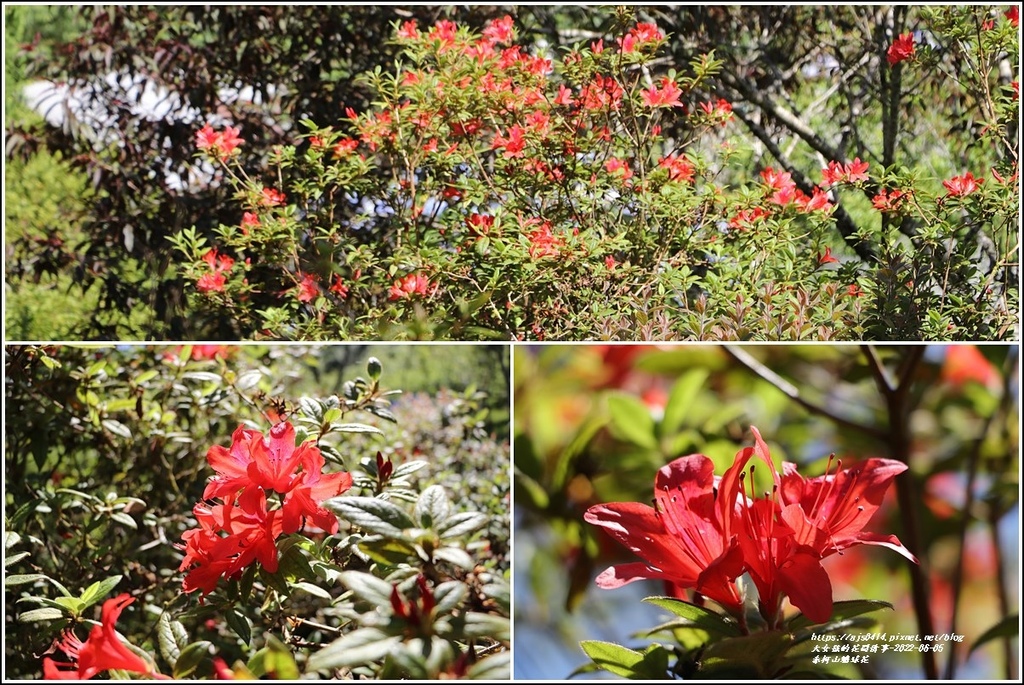 赤柯山繡球花-2022-06-54.jpg 赤柯山繡球花-2022-06-54.jpg