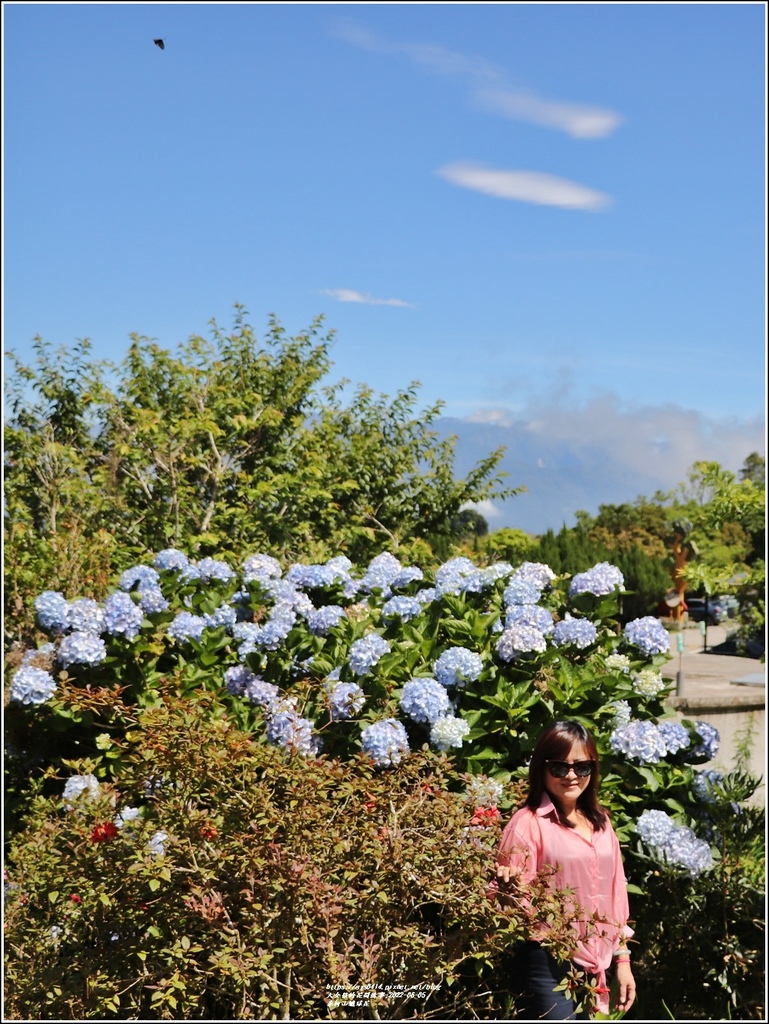 赤柯山繡球花-2022-06-52.jpg 赤柯山繡球花-2022-06-52.jpg
