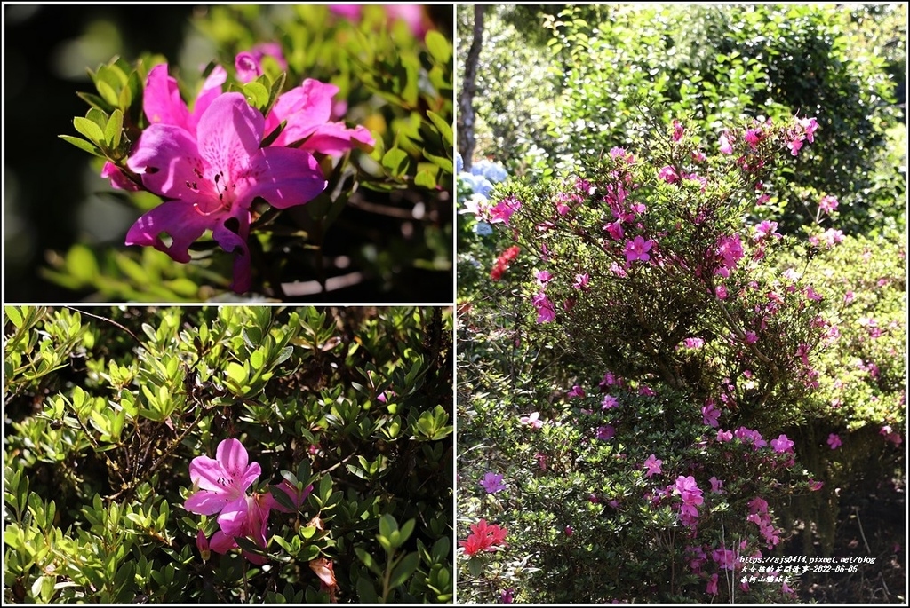 赤柯山繡球花-2022-06-55.jpg 赤柯山繡球花-2022-06-55.jpg