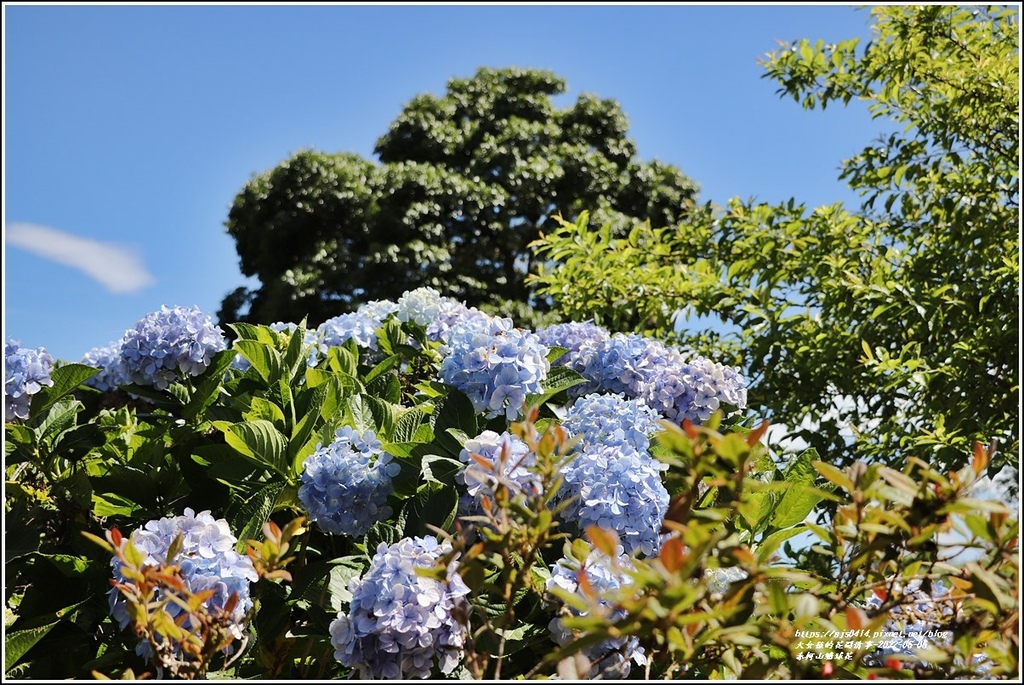 赤柯山繡球花-2022-06-56.jpg 赤柯山繡球花-2022-06-56.jpg