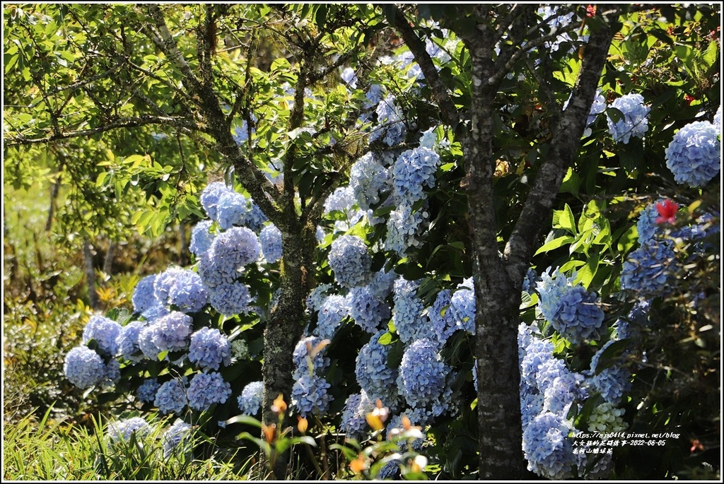 赤柯山繡球花-2022-06-58.jpg