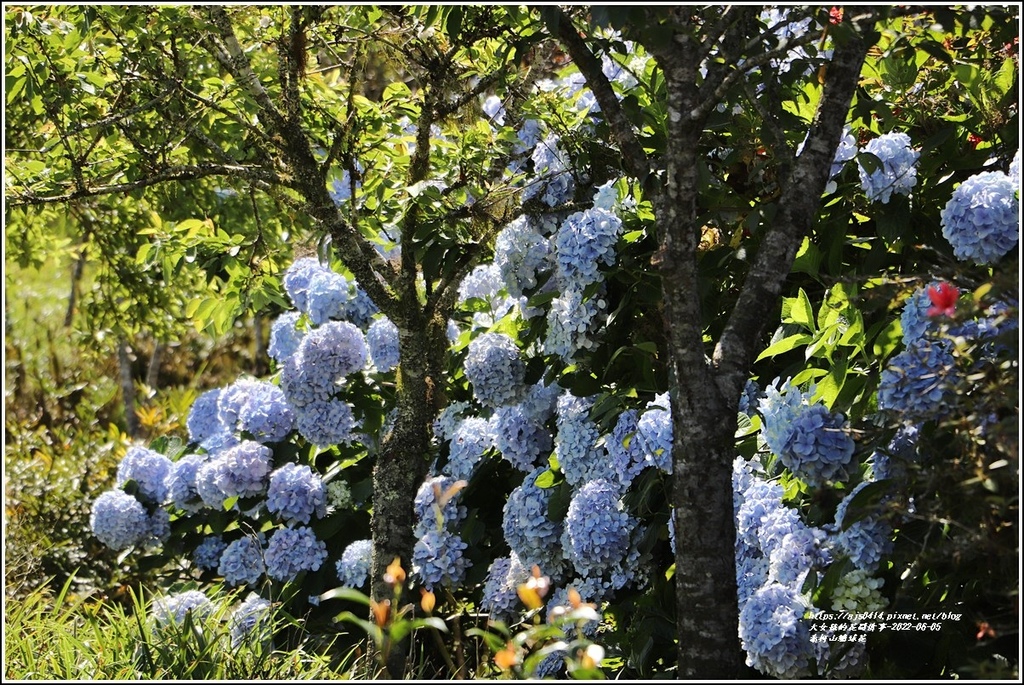 赤柯山繡球花-2022-06-58.jpg 赤柯山繡球花-2022-06-58.jpg