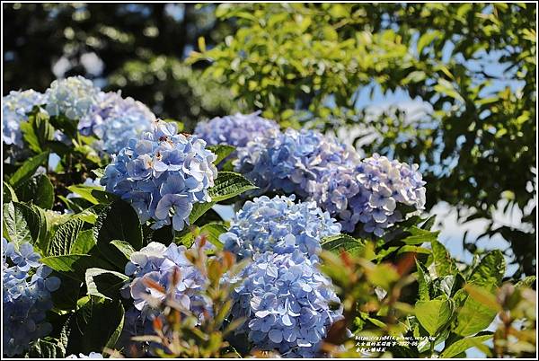 赤柯山繡球花-2022-06-57.jpg