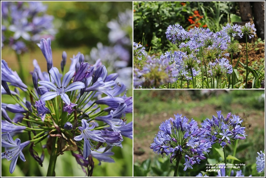 赤柯山繡球花-2022-06-74.jpg 赤柯山繡球花-2022-06-74.jpg