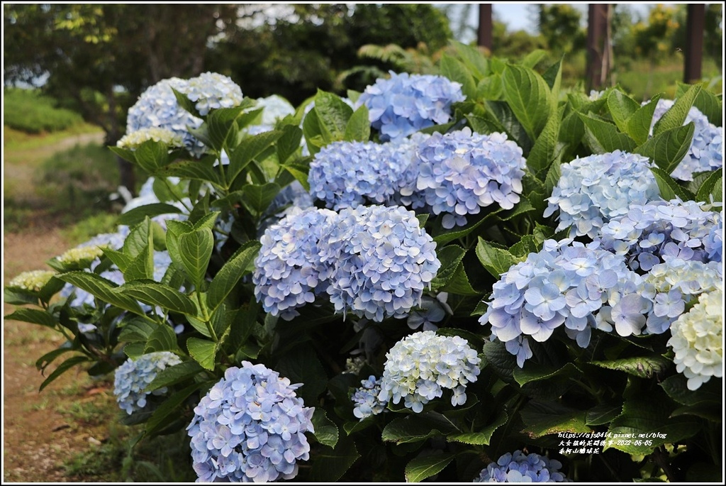 赤柯山繡球花-2022-06-78.jpg 赤柯山繡球花-2022-06-78.jpg