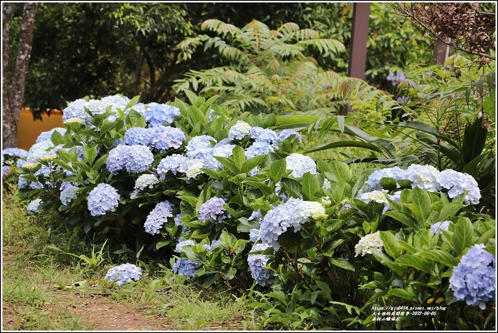 赤柯山繡球花-2022-06-75.jpg 赤柯山繡球花-2022-06-75.jpg
