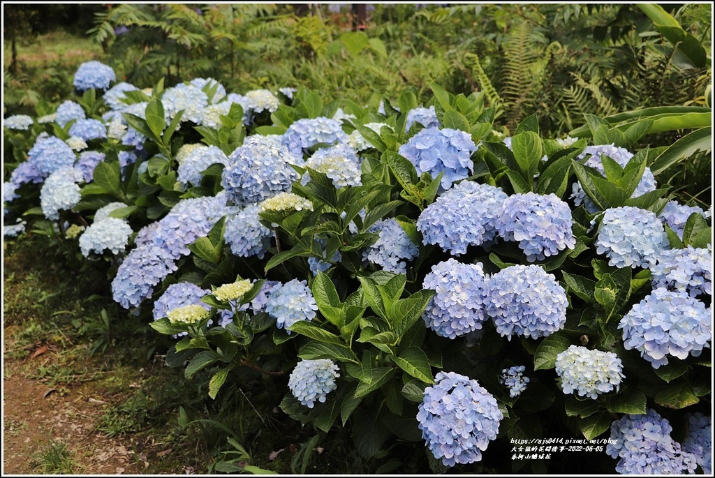 赤柯山繡球花-2022-06-76.jpg 赤柯山繡球花-2022-06-76.jpg