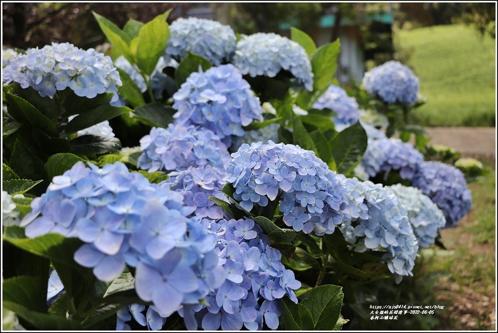 赤柯山繡球花-2022-06-80.jpg 赤柯山繡球花-2022-06-80.jpg