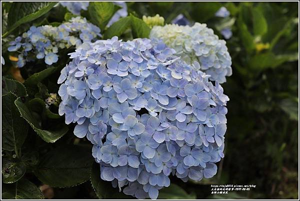 赤柯山繡球花-2022-06-79.jpg