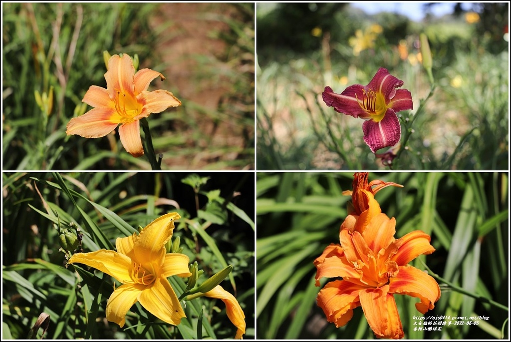 赤柯山繡球花-2022-06-85.jpg 赤柯山繡球花-2022-06-85.jpg