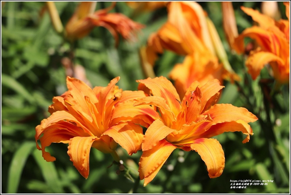 赤柯山繡球花-2022-06-84.jpg 赤柯山繡球花-2022-06-84.jpg