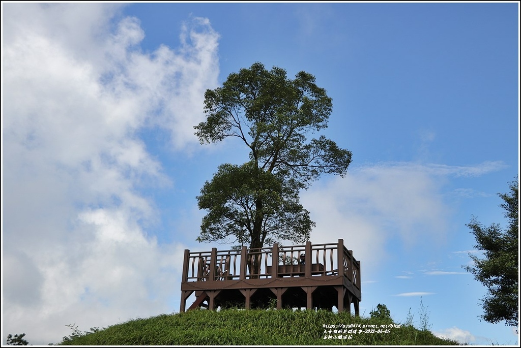 赤柯山繡球花-2022-06-87.jpg 赤柯山繡球花-2022-06-87.jpg