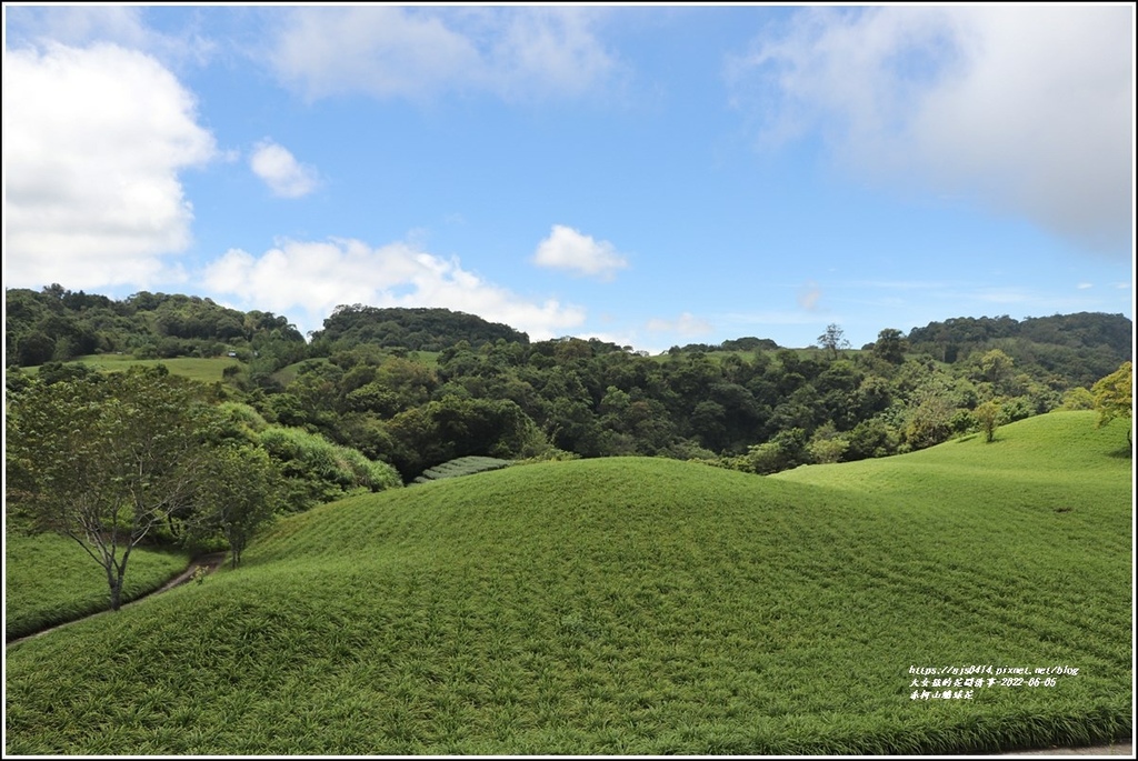赤柯山繡球花-2022-06-89.jpg 赤柯山繡球花-2022-06-89.jpg