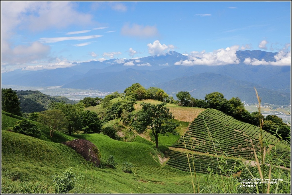 赤柯山繡球花-2022-06-91.jpg